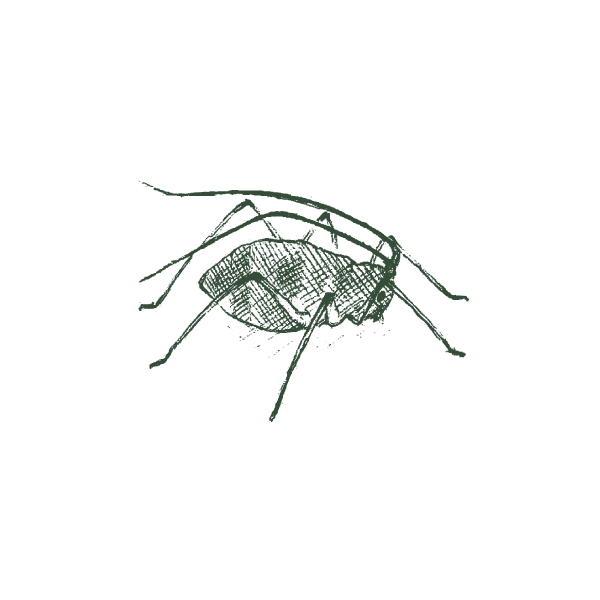Pest Image
