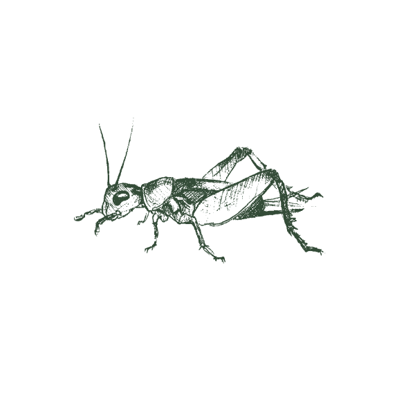Pest Image