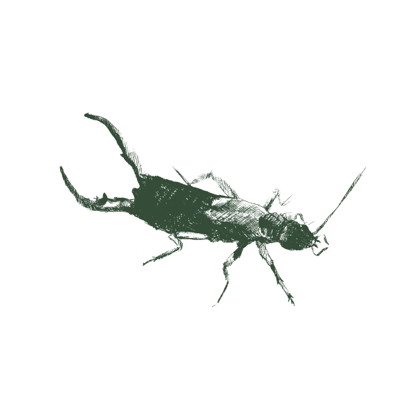 Pest Image