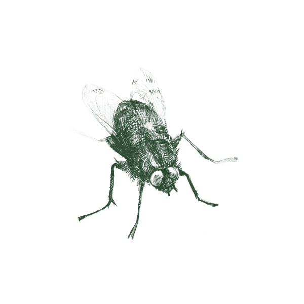 Pest Image