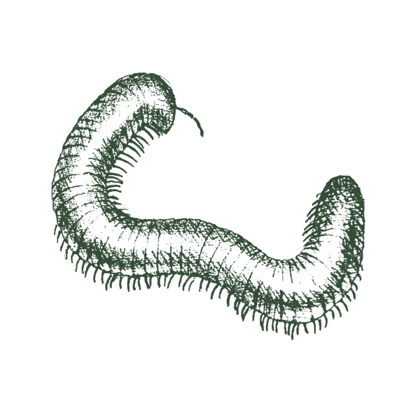 Pest Image