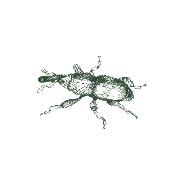 Pest Image
